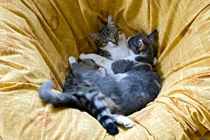 Perception: Cats sleeping together on a couch