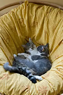 Perception: Cats sleeping together on a couch
