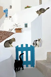Stray: Cats - Stray