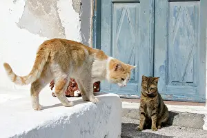 Stray: Cats - Stray