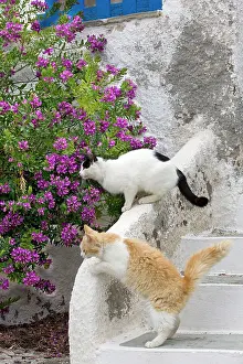 Stray: Cats - Stray