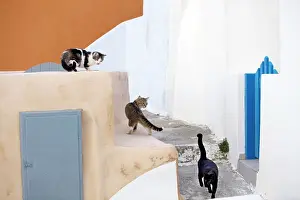 Stray: Cats - Stray