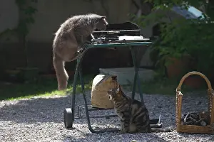 Daily: Two Cats the one is on the barbecue the other underside