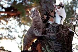 Gazing: Two cats using a tree as a lookout