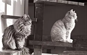 Bored: Cats are warming at sun Refuge of Beauregard France