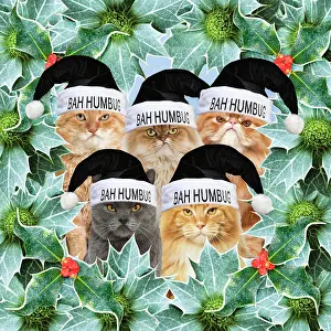 220719: Cats wearing Bah Humbug hats surround by holly