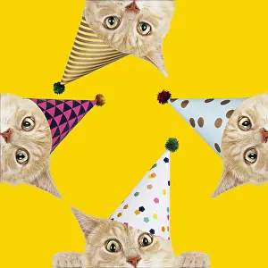 300719: Cats, wearing Birthday party hat looking surprised