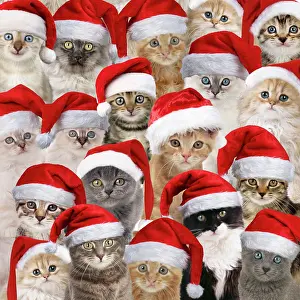 Crowds: Cats wearing Christmas hats