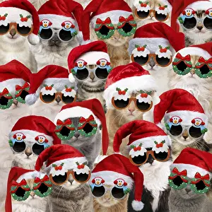 161018: Cats wearing Christmas hats and glasses