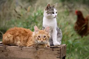 Board: Cats on a wooden box in a garden