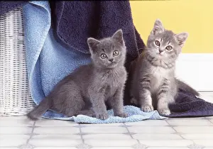 Naughty: CATS - x two kittens, amongst Towels