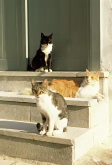 Santorini: CATS - x3, on steps