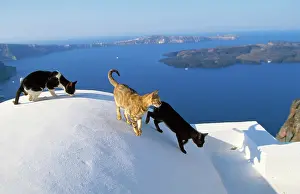 Santorini: CATS - x3, on white dome, islands in background