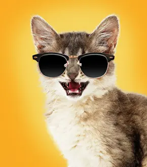 Sunglasses: CAT.Somali ( blue )