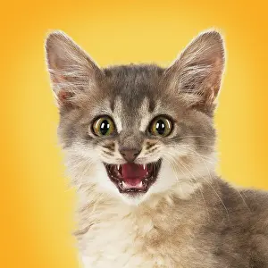 Somalis: CAT.Somali ( blue ) with mouth open