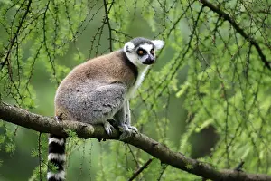 Lemur: Catta (Lemur catta) adult, sitting on tree