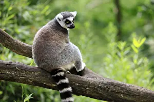 Simiae: Catta (Lemur catta) adult, sitting on tree, Magaskar