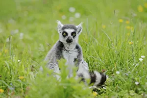 Watching: Catta (Lemur catta), captive, occurring in Madagascar