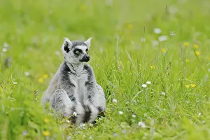 Lemur: Catta (Lemur catta), captive, occurring in Madagascar