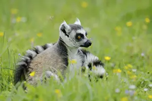 Lemur: Catta (Lemur catta), Germany, captive