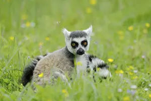Lemur: Catta (Lemur catta), Germany, captive