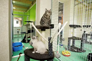 Cattery: Cattery - two cats in cattery cage with toys & bed