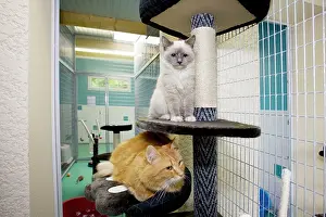 Cattery: Cattery - two cats in cattery cage with toys & bed