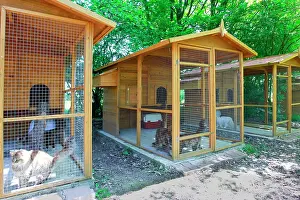 Pens: Cattery - with Maine Coon cats