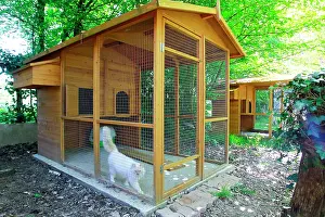 Pens: Cattery - with Maine Coon cats