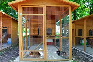 Pens: Cattery - with Maine Coon cats