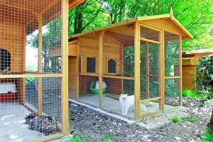 Pens: Cattery - with Maine Coon cats