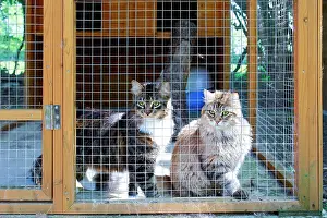 Pens: Cattery - with Maine Coon cats