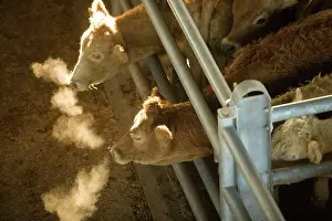 Markets: Cattle