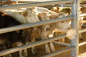Markets: Cattle