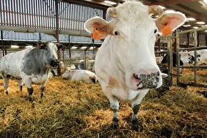 Markets: Cattle