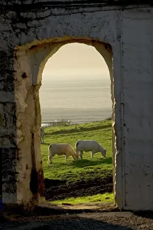 Archway: Cattle