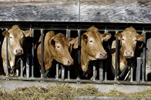 Stalls: Cattle