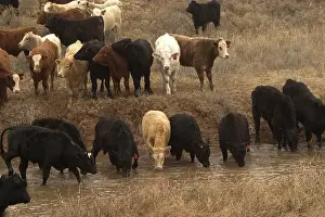 Beef: Cattle