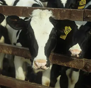 Stall: Cattle