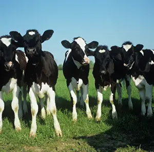 Inquisitive: Cattle