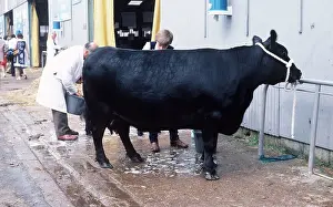 Farmers: CATTLE - Aberdeen Angus
