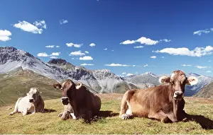 Contentment: CATTLE - ALPINE COWS IN ITALY