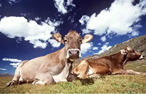 Contentment: CATTLE - ALPINE COWS LYING