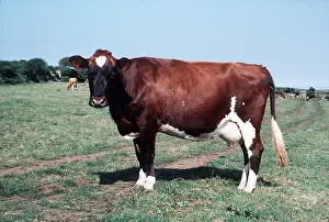 J Laurie: CATTLE - AYRSHIRE COW