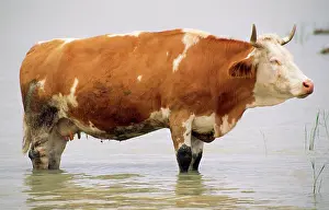 Ayrshire: CATTLE - Ayrshire Cow - standing in water, resting