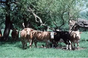 Temperature: Cattle - beef cow herd shading under trees