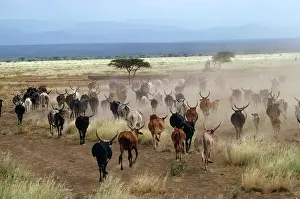 Stampede: CATTLE - belonging to Danakil People