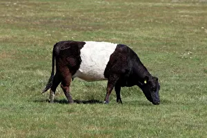 Belted: Cattle - Belted Galloway / Dutch Belted