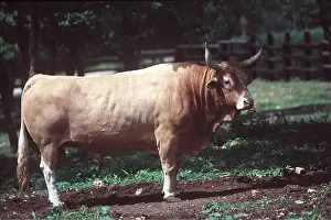 Bulls: CATTLE - Bernaise Bull