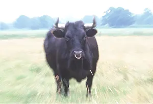 Dexter: CATTLE - BLACK DEXTER BULL, Head on